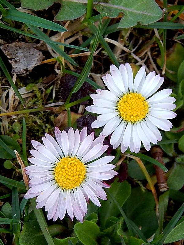 sedmokráska obyčajná Bellis perennis L.