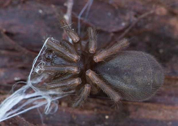 . Coelotes cf. terrestris