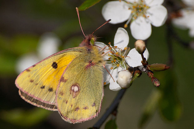 žltáčik vičencový Colias crocea