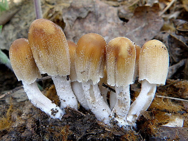 hnojník ligotavý Coprinellus micaceus (Bull.) Vilgalys, Hopple & Jacq. Johnson