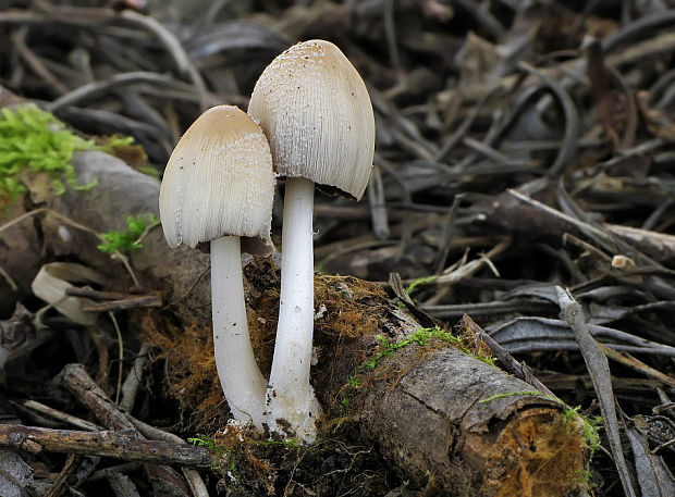 hnojník Coprinus sp.