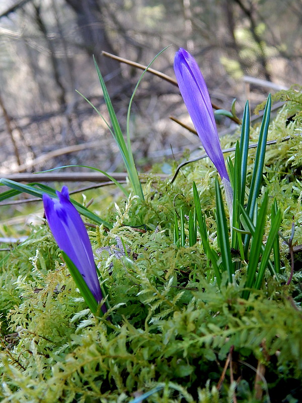 šafran karpatský Crocus heuffelianus Herb.