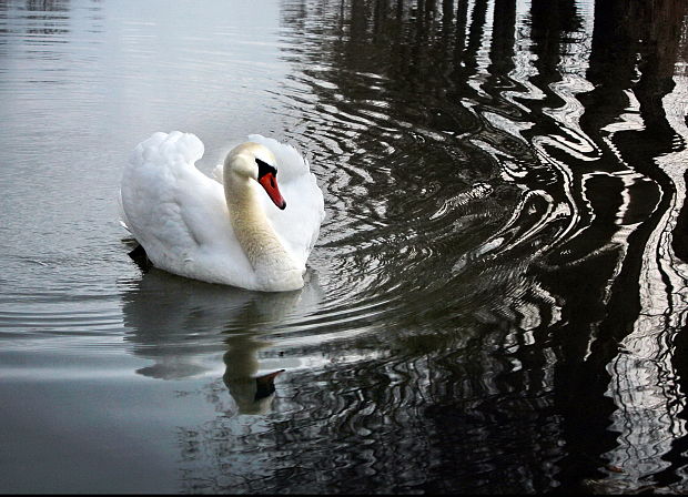 labuť hrbozobá Cygnus olor