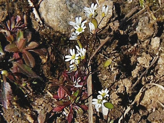 jarmilka jarná Erophila verna (L.) Chevall