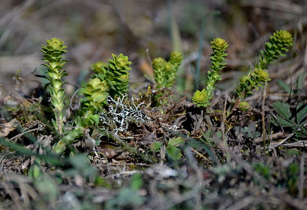 mliečnik chvojkový Euphorbia cyparissias