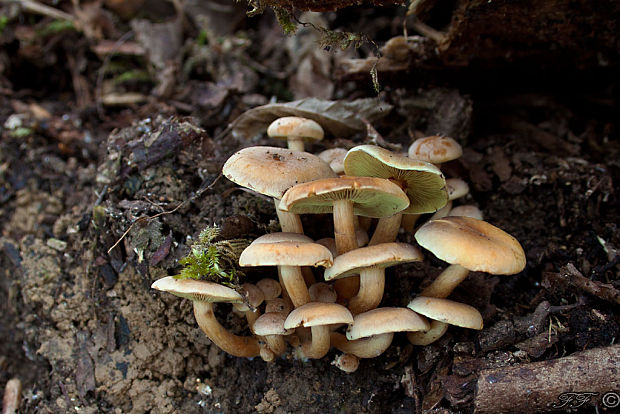 strapcovka zväzkovitá Hypholoma fasciculare (Huds.) P. Kumm.