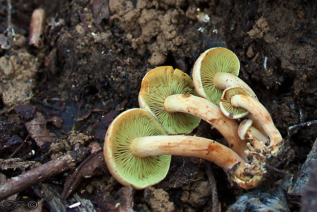 strapcovka zväzkovitá Hypholoma fasciculare (Huds.) P. Kumm.