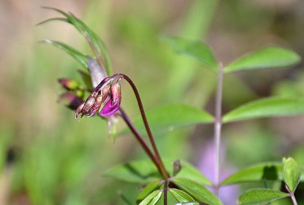 hrachor jarný Lathyrus vernus  (L.) Bernh.