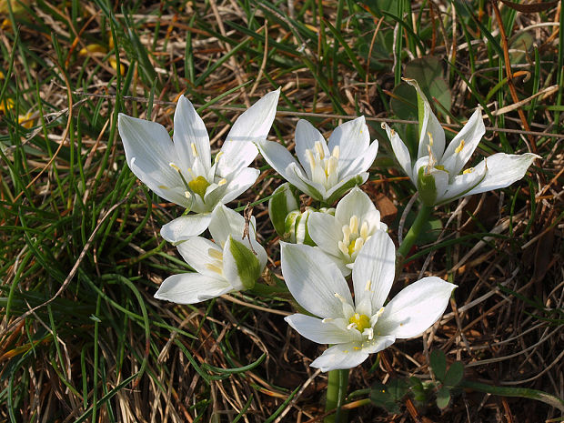 bledavka okolíkatá Ornithogalum umbellatum L