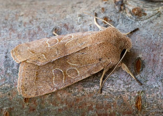 mora lipová Orthosia cerasi