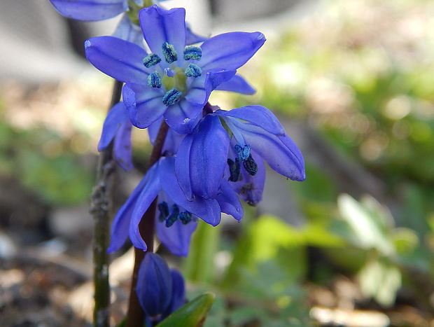 scilovka sibírska Othocallis siberica (Haw.) Speta