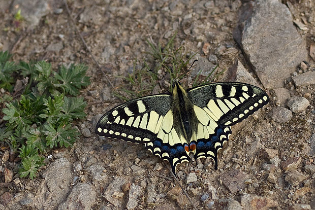 vidlochvost feniklový  Papilio machaon