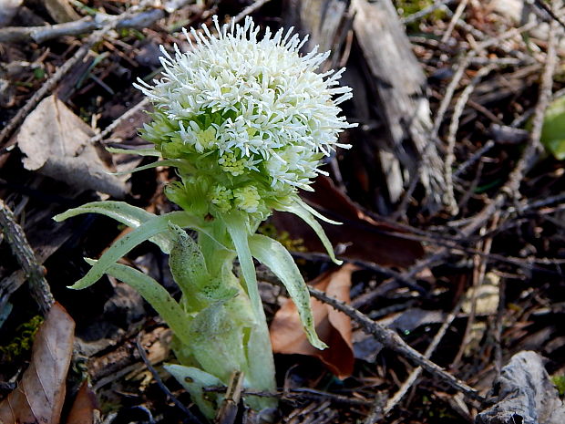 deväťsil biely Petasites albus (L.) P. Gaertn.