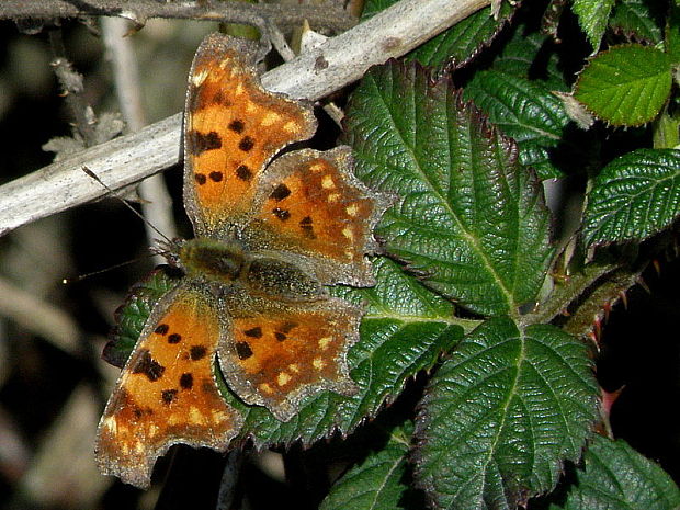 babôčka zubatokrídla Polygonia c-album  Linnaeus, 1758