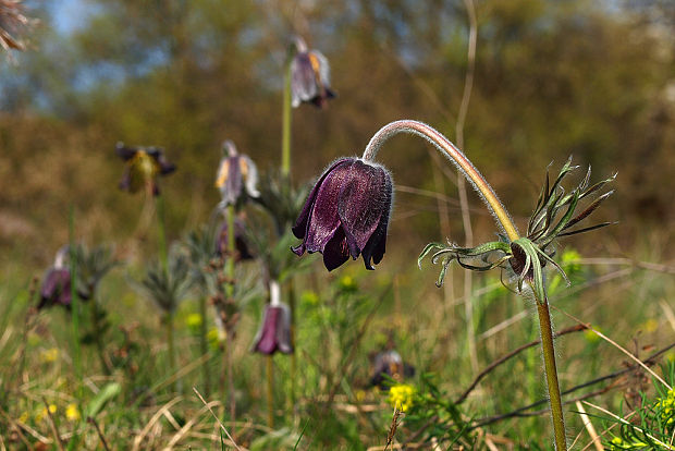 poniklec lúčny český Pulsatilla pratensis subsp. bohemica Skalický