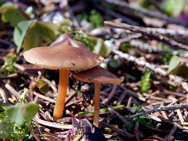 peniazočka smreková Strobilurus esculentus (Wulfen) Singer