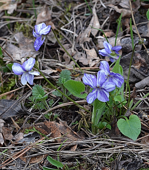 fialka Viola sp.