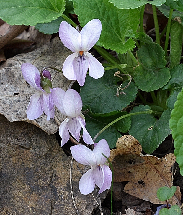 fialka Viola sp.