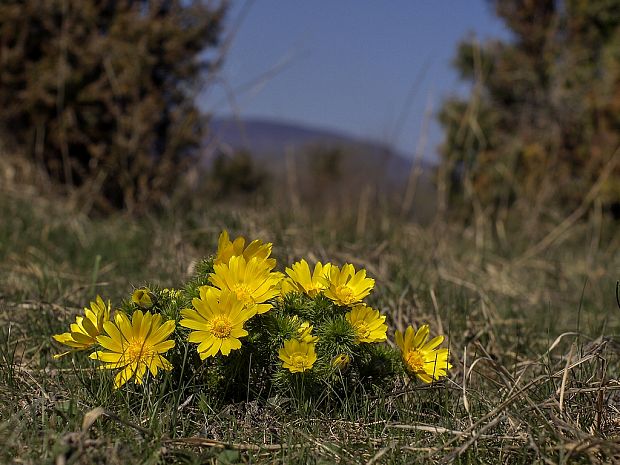 hlaváčik jarný Adonis vernalis L.