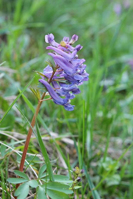 chochlačka plná Corydalis solida (L.) Clairv.