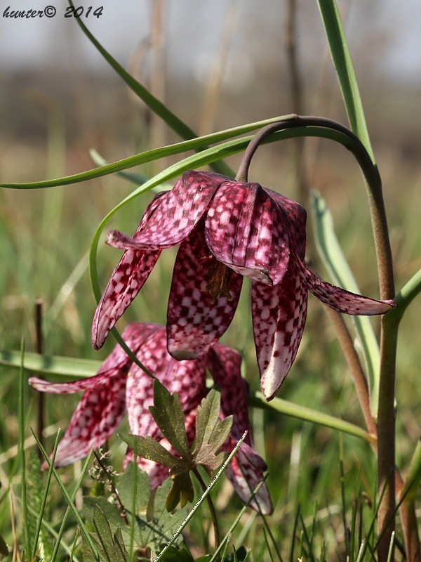 korunkovka strakatá Fritillaria meleagris L.