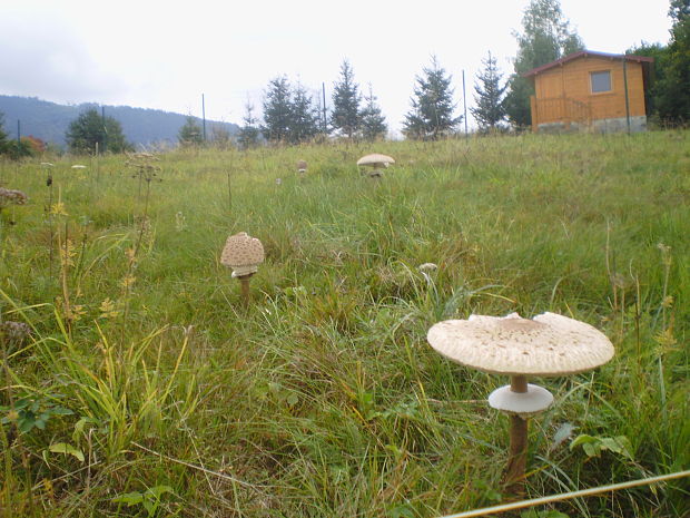 bedľa vysoká Macrolepiota procera (Scop.) Singer