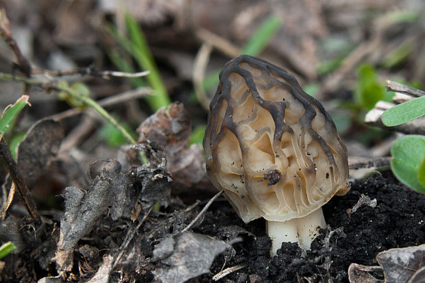 smrčok hybridný Morchella semilibera DC.