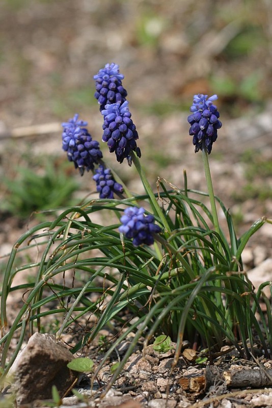 modrica strapcovitá Muscari atlanticum Boiss. et Reut.