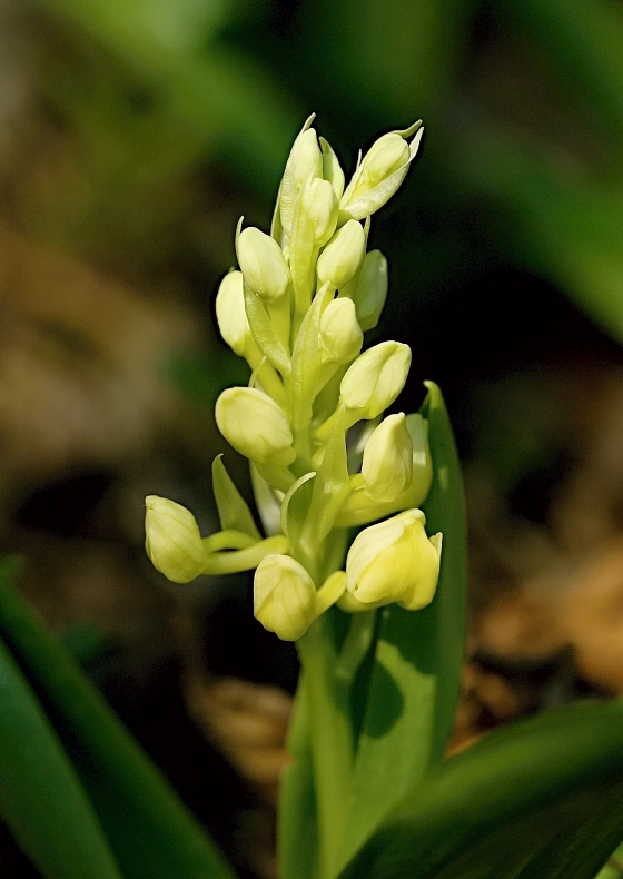 vstavač bledý Orchis pallens L.