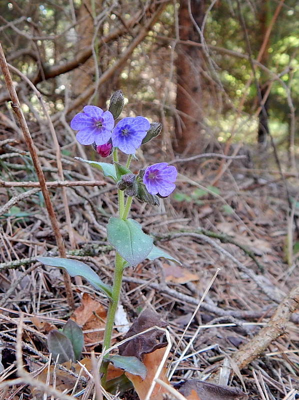 pľúcnik lekársky Pulmonaria officinalis L.