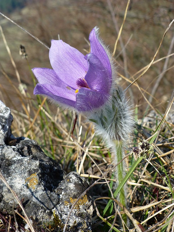 poniklec jarný Pulsatilla vernalis (L.) Mill.