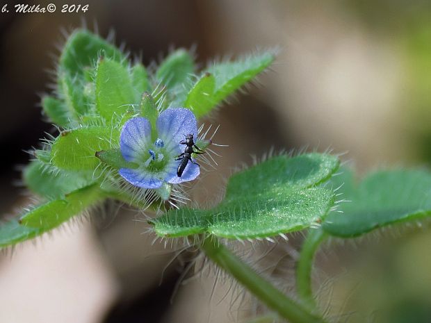 veronika brečtanolistá Veronica hederifolia L.