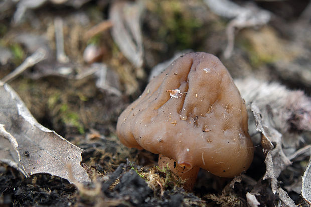 smrčkovec náprstkovitý vráskavý Verpa conica var. cerebriformis (J. Moravec et Svrček) Šebek