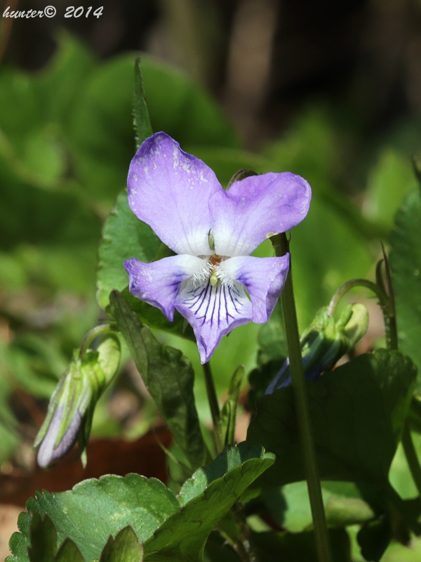 fialka Viola sp.