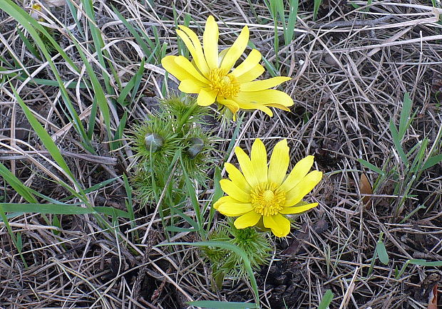 hlaváčik jarný Adonis vernalis L.