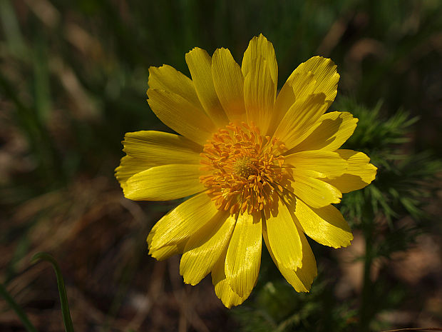 hlaváčik jarný Adonis vernalis L.