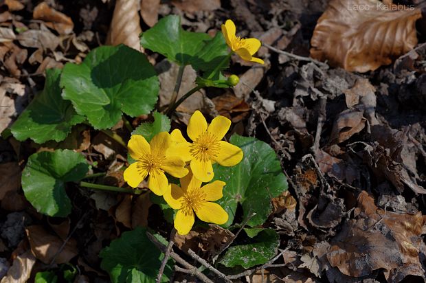 záružlie močiarne Caltha palustris L.