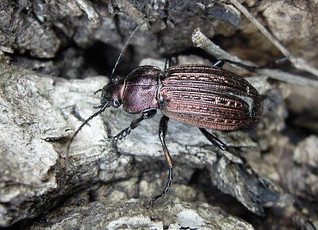 bystruška zlatomedená Carabus ullrychi