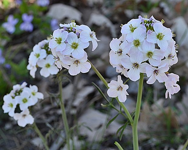 žerušnica lúčna Cardamine pratensis L.