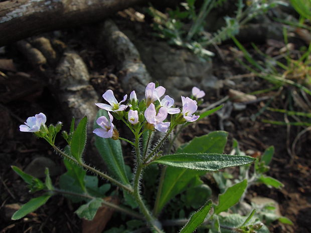 žerušničník piesočný Cardaminopsis arenosa (L.) Hayek