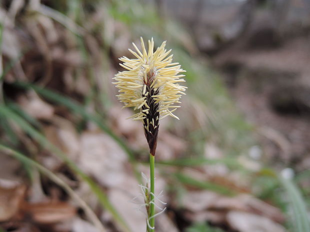 ostrica... Carex sp.