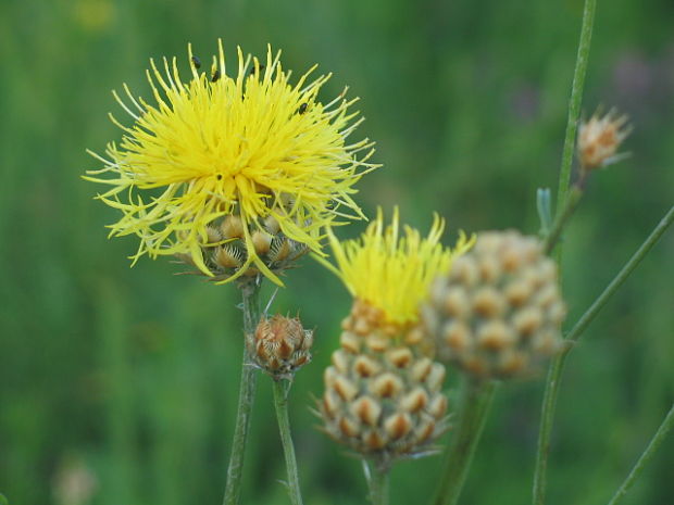 nevädzník Centaurea salonitana Vis.