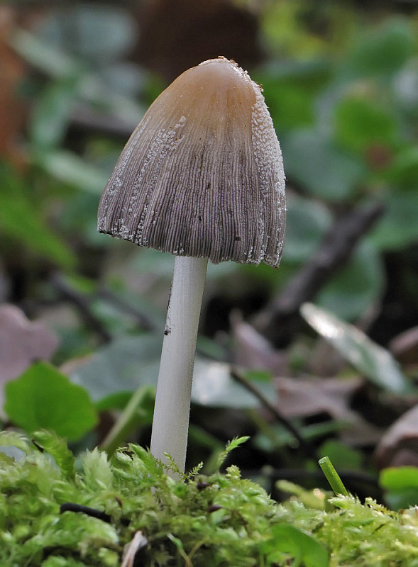 hnojník Coprinus sp.