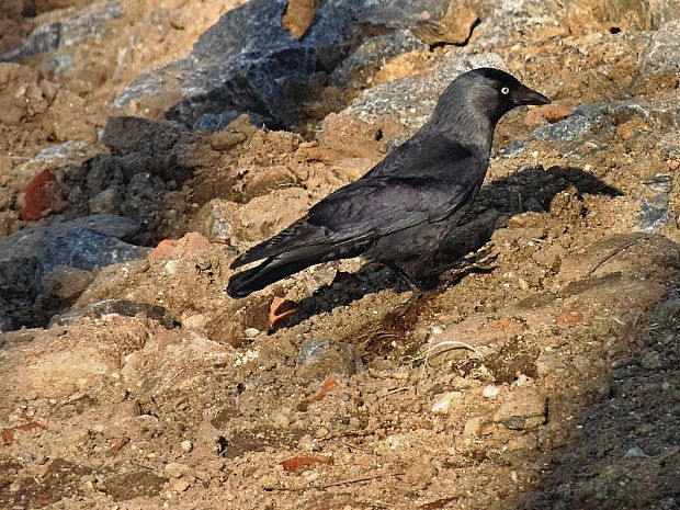 kavka tmavá Corvus monedula Linnaeus, 1758