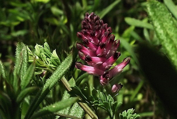 zemedym lekársky Fumaria officinalis L.