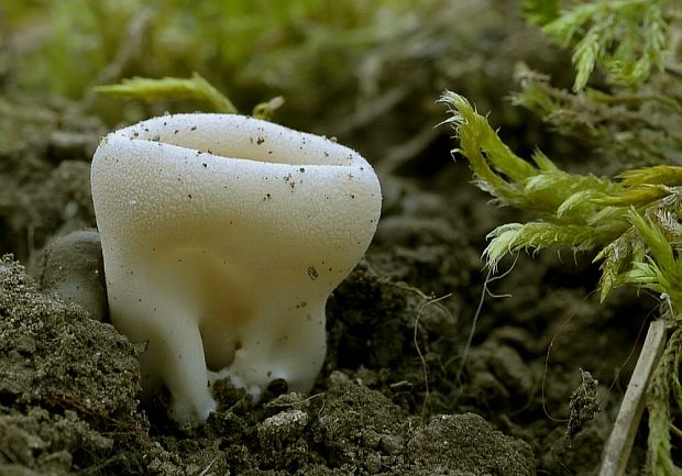 chriapač Helvella sp.