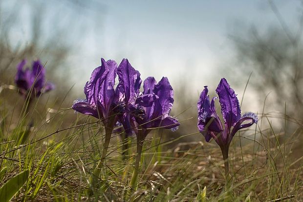 kosatec nízky Iris pumila L.