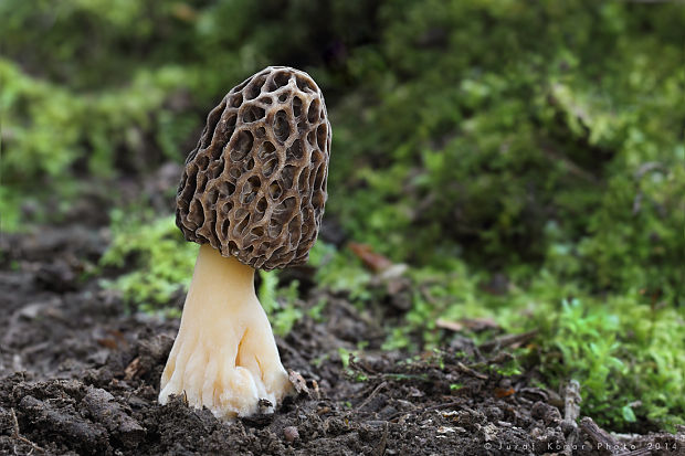 smrčok jedlý Morchella esculenta (L.) Pers.