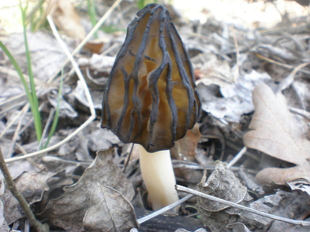 smrčok hybridný Morchella semilibera DC.