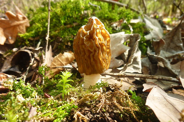 smrčok Morchella sp.